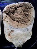 Lycoperdon utriforme image
