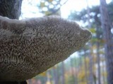 Daedaleopsis confragosa image