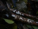 Exidiopsis effusa image