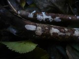 Exidiopsis effusa image
