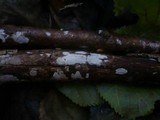 Exidiopsis effusa image