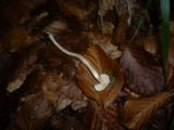 Hygrophorus unicolor image