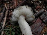 Tricholoma vernaticum image