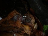 Mycena capillaris image