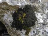 Collema auriforme image