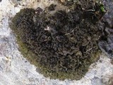 Collema auriforme image