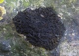 Collema auriforme image