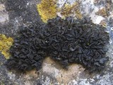 Collema fuscovirens image