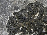 Collema latzelii image