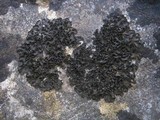 Collema latzelii image