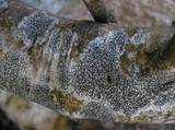 Arthonia atra image