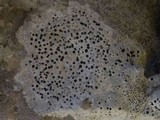 Clauzadea immersa image