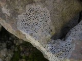 Clauzadea immersa image