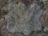 Verrucaria baldensis image