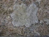Verrucaria baldensis image
