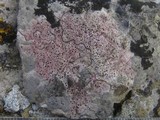 Verrucaria marmorea image