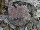 Verrucaria marmorea image