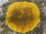 Caloplaca aurantia image