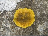 Caloplaca aurantia image