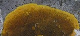 Caloplaca aurantia image