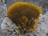 Caloplaca aurantia image
