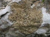 Caloplaca ochracea image