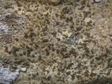 Caloplaca ochracea image
