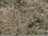 Caloplaca ochracea image