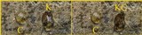 Caloplaca ochracea image