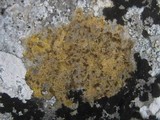 Caloplaca ochracea image