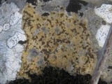 Caloplaca ochracea image