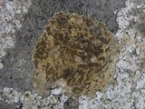 Caloplaca ochracea image