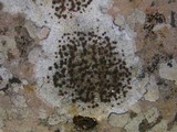 Caloplaca lactea image