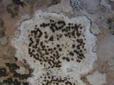 Caloplaca lactea image