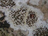Caloplaca lactea image