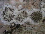 Caloplaca lactea image
