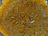Caloplaca flavescens image