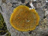 Caloplaca flavescens image