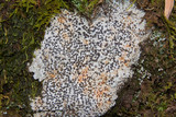 Porpidia albocaerulescens var. albocaerulescens image