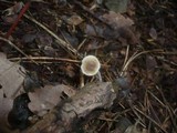Mycenella salicina image