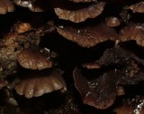 Resupinatus merulioides image