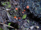 Scutellinia crinita image