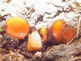 Scutellinia crinita image