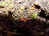 Scutellinia crinita image