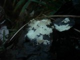 Tomentellopsis echinospora image