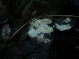 Tomentellopsis echinospora image