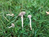 Agrocybe dura image