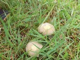 Agrocybe dura image