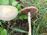 Agrocybe dura image