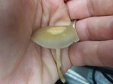 Agrocybe dura image